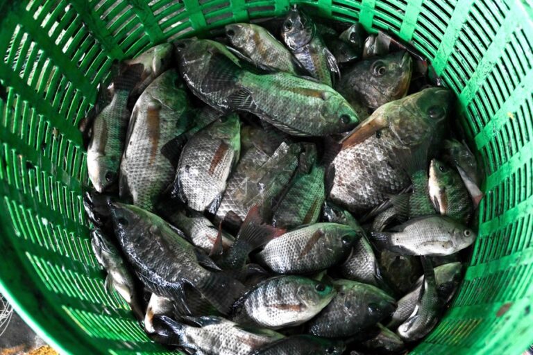 Invasive Species | Thailand Announces Catch of 1,300 Tons of Black Tilapia