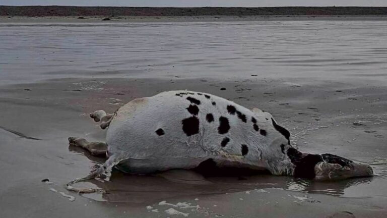 Investigation into cattle trucks that leave carcasses on European coasts