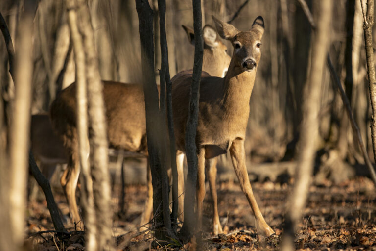 Longueuil deer | Hundreds of road accidents