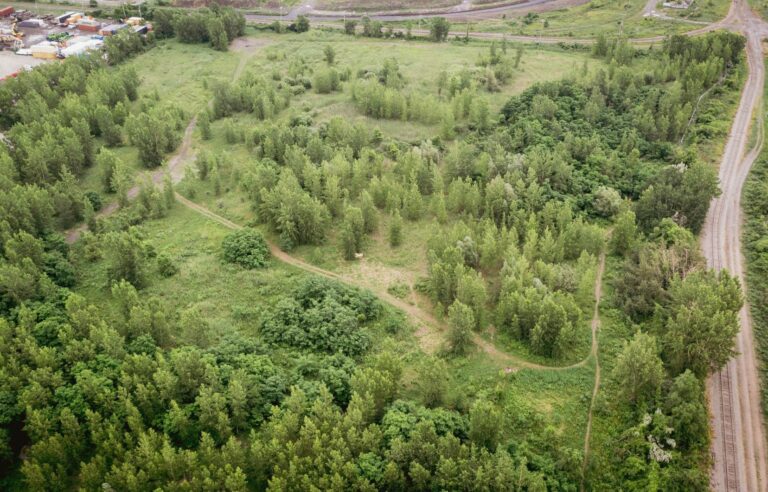 Montreal pays 17 million to Ray-Mont Logistiques and commits to protecting Steinberg forest