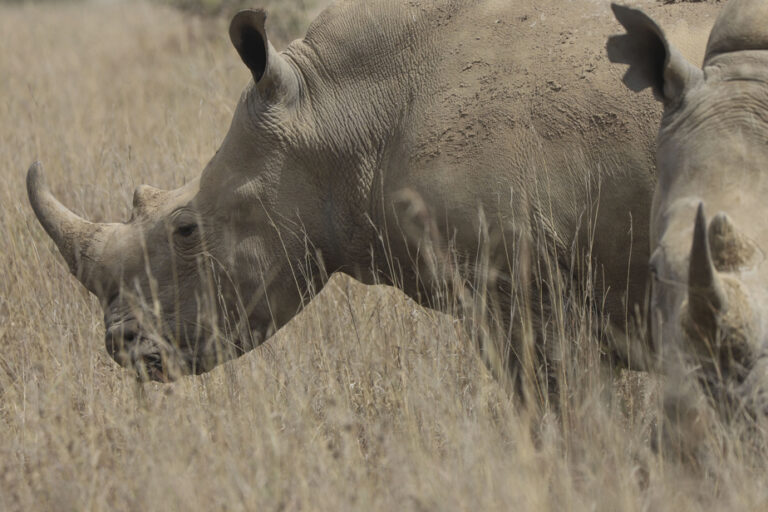 More and more rhinos, but also more poachers