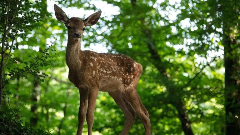 New ‘Bambi’ Film Criticized by Animal Rights Group