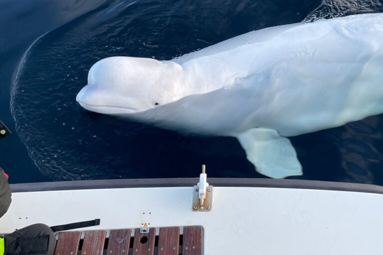 Norway | ‘Beluga spy’ Hvaldimir found dead