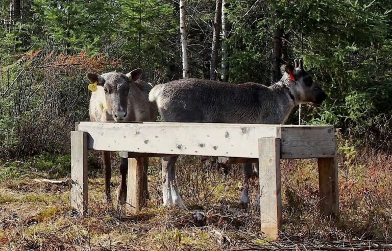 Open-pit gold mine threatens to pierce Val-d’Or caribou habitat, despite federal decree