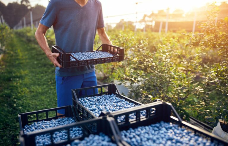 Ottawa should regularize abused foreign farm worker, say several MPs