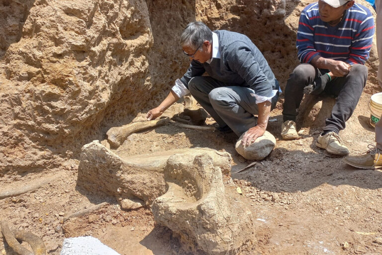 Peru | Discovery of the remains of three mastodons over 11,000 years old in the Andes