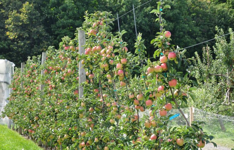 Quebec apples without pesticides, is it possible?