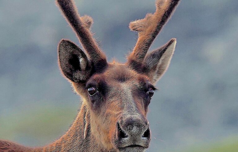 Quebec government again relies on captive keeping to prevent the disappearance of a caribou population