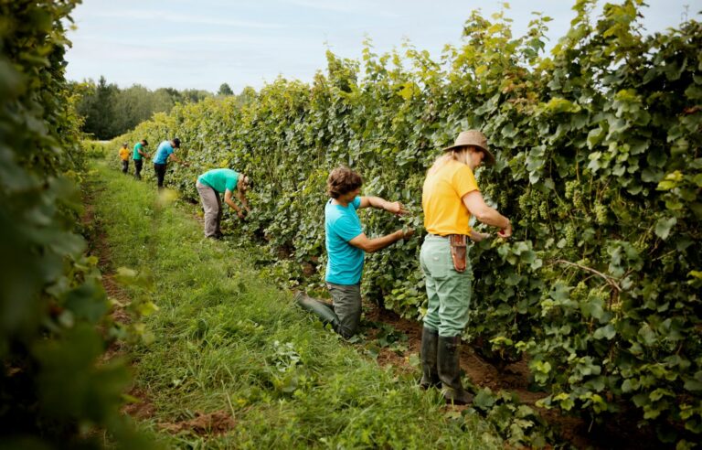 Quebec pioneers of sustainable viticulture