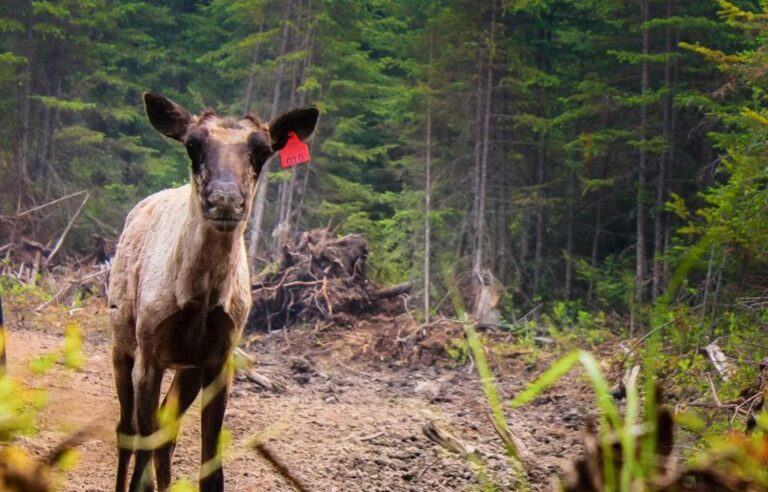 Quebec would be depriving itself of hundreds of millions of dollars from the federal government in the caribou file