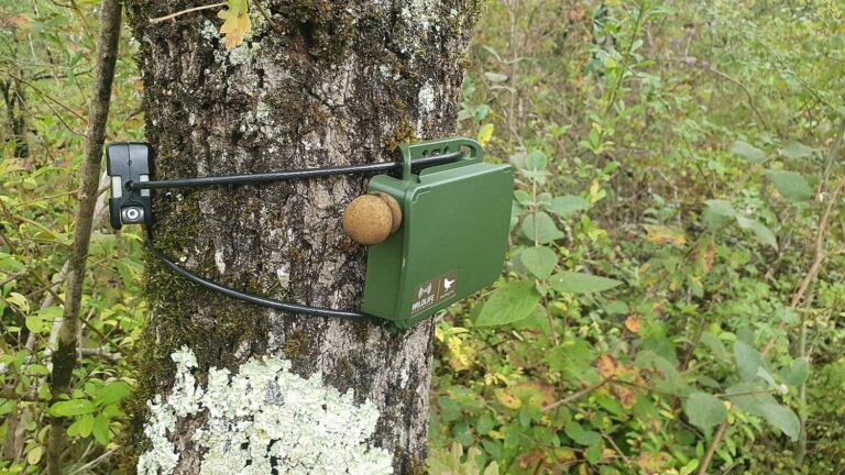 REPORTING. Noise pollution, biodiversity… Microphones installed in the countryside, to take stock of French forests