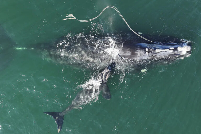 Satellites to the rescue of black whales