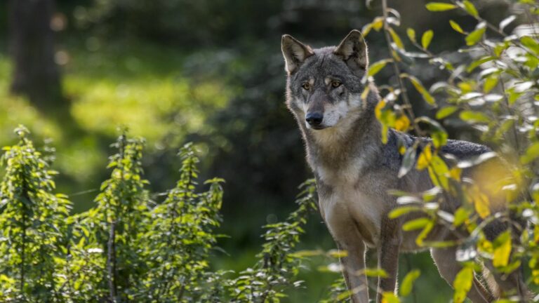 Specialized team deployed in the Ardennes to shoot down a wolf