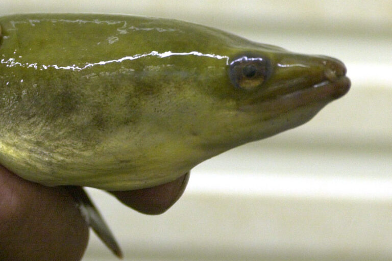 Study | Young eels escape from fish stomach through gills