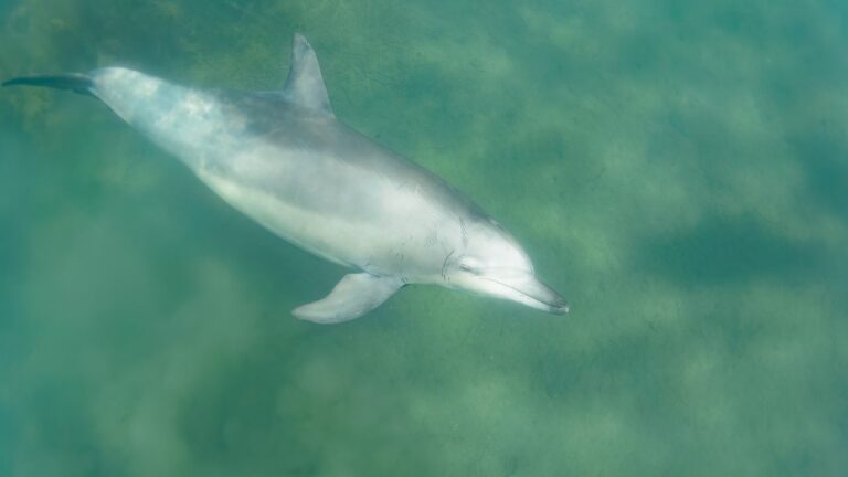 Swimmers face repeated dolphin attacks