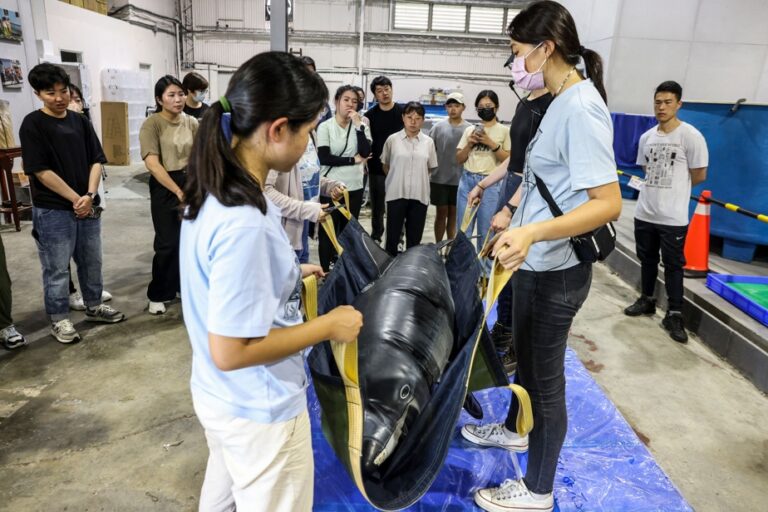 Taiwan | Volunteers fight mass whale strandings