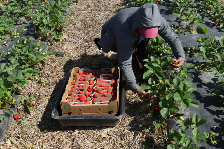 Temporary foreign workers | Liberals’ change of course applauded by economists