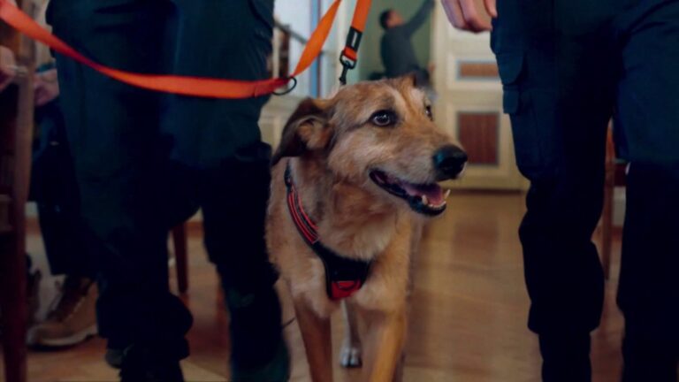 “The Trial of the Dog”, a wacky comedy with a dog in the dock