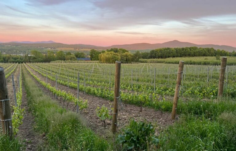 The sustainable momentum of the next generation in the Quebec wine industry