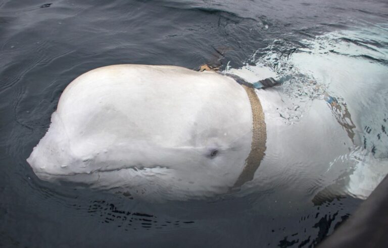 Two NGOs say a suspected “beluga spy” found dead over the weekend in Norway was shot dead