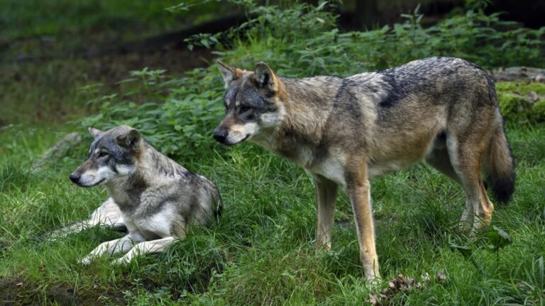 Two wolves have been killed in Doubs in less than two weeks