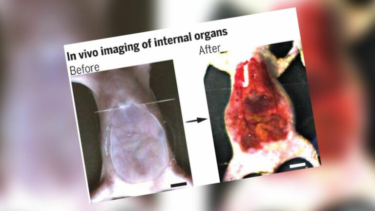 Using food coloring, researchers manage to make mice’s skin transparent