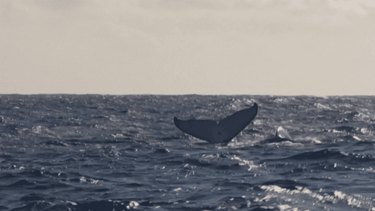 Whale watching at sea, a risky excursion for cetaceans