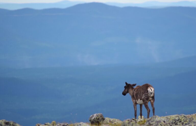 What if we let the woodland caribou disappear from Quebec?