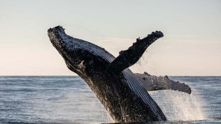 What threats are facing these cetaceans?