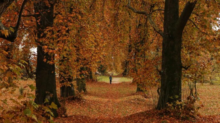 Why do tree leaves turn yellow in the fall?