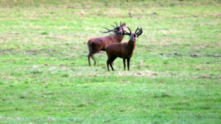 the bellowing of the deer, a majestic song that captivates visitors to the castle