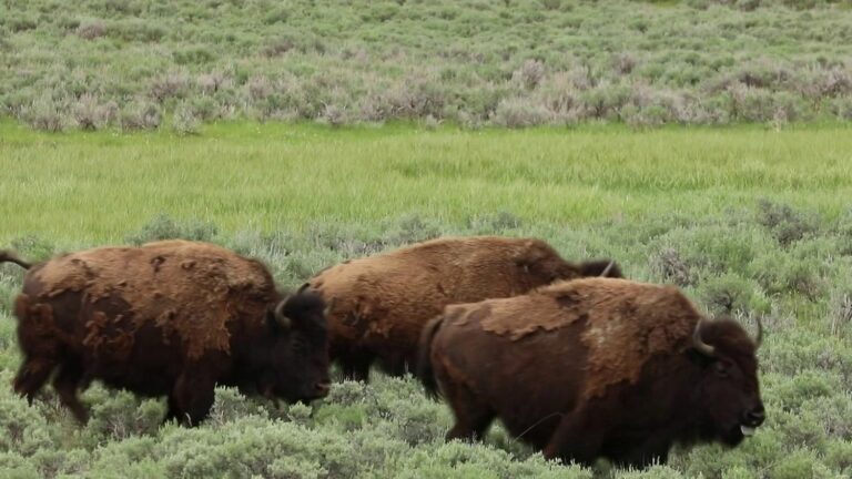 the rebirth of the bison, symbol of the American West