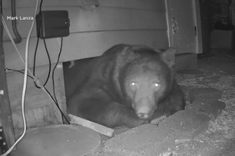 A black bear sneaks under a California house