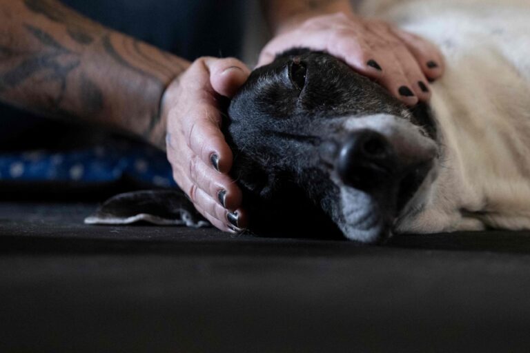 Brazil | “Dog life” dreamed of with the boom in pet spas