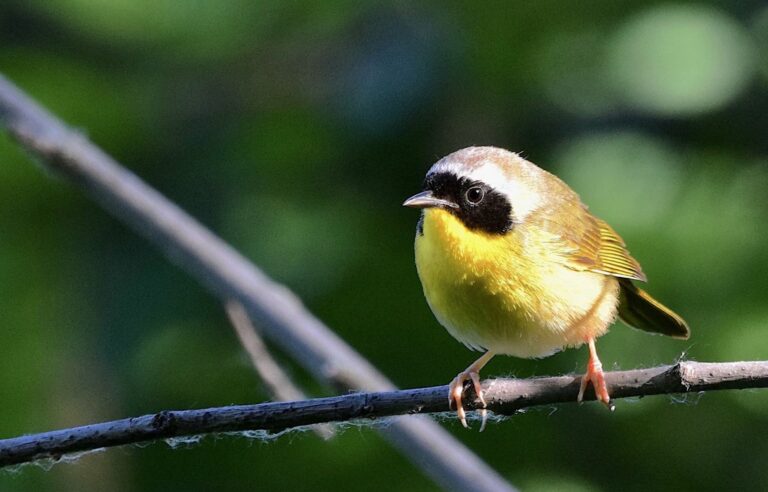 Climate change: Dozens of Canada’s bird species face ‘alarming’ decline in populations