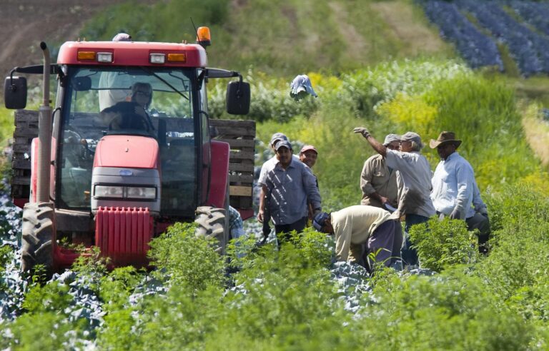 Difficult curbing of the large wave of temporary immigration in Beauce