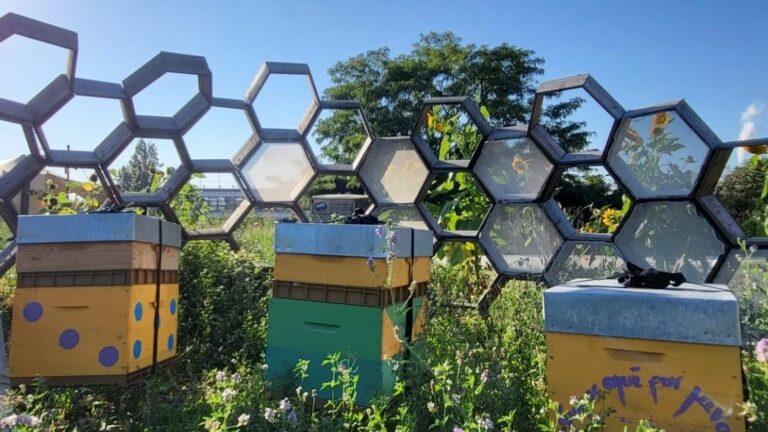 Discovering the beekeeping world with Api’Week