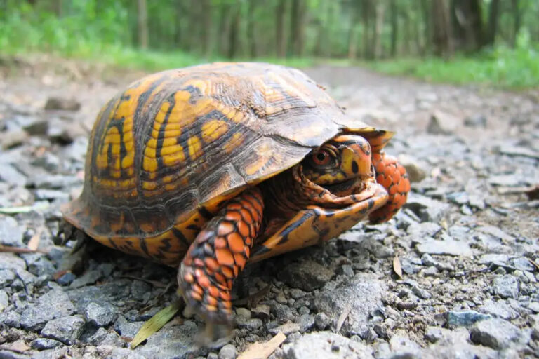 From Vermont to Quebec | Woman pleads guilty to trying to smuggle 29 turtles using kayak