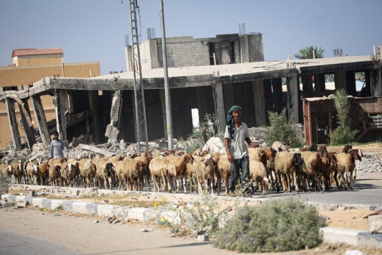 Gaza Strip | Two-thirds of agricultural land damaged by war