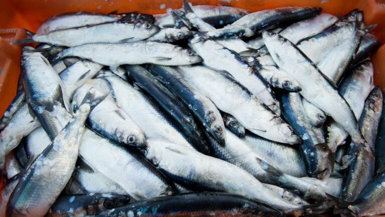 Herring and mackerel stocks are falling dangerously in the northeast Atlantic, warns a sustainable fishing organization