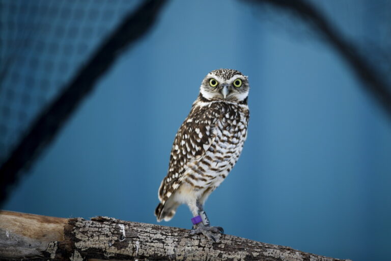 Loss of natural habitats in the Prairies | A “conservation crisis” of birds, warns an organization