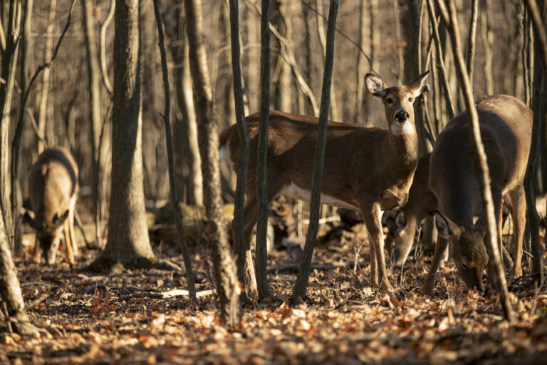 Michel-Chartrand Park | Longueuil obtains its permit from Quebec to kill deer