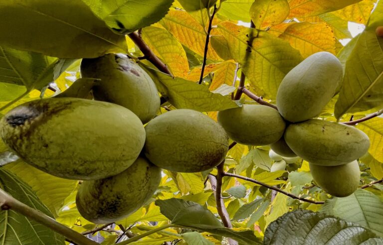 Pawpaw, this “tropical” fruit that grows in Quebec