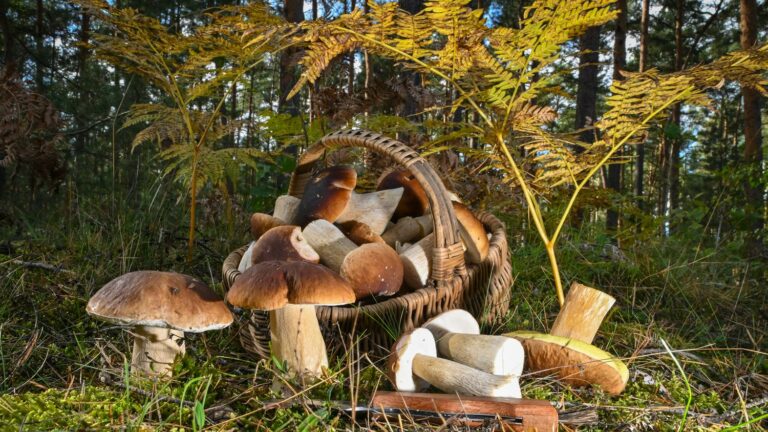 Quantity collected, edibility, fines… The practical guide to successful mushroom picking