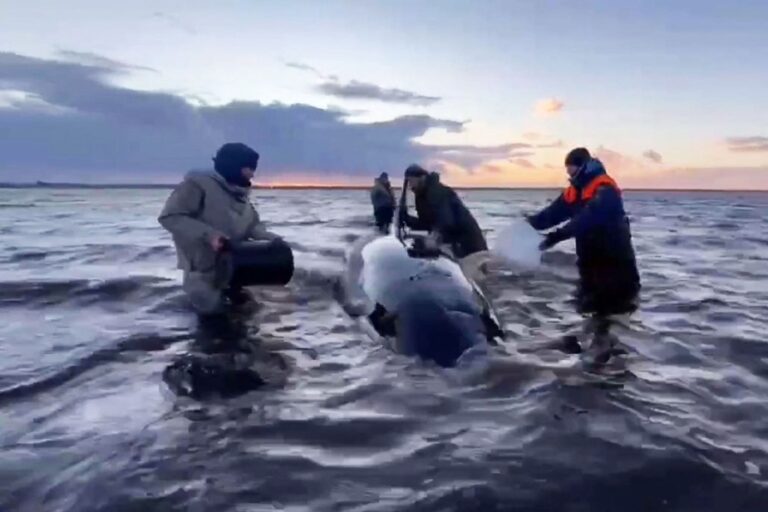 Russia | Orca family rescued after stranding in Kamchatka