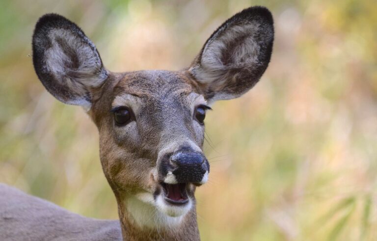 The City of Longueuil obtains a permit for the slaughter of white-tailed deer at Michel-Chartrand Park