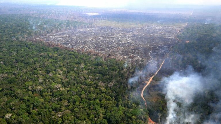 The European Commission proposes to postpone the entry into force of its law against deforestation until the end of 2025