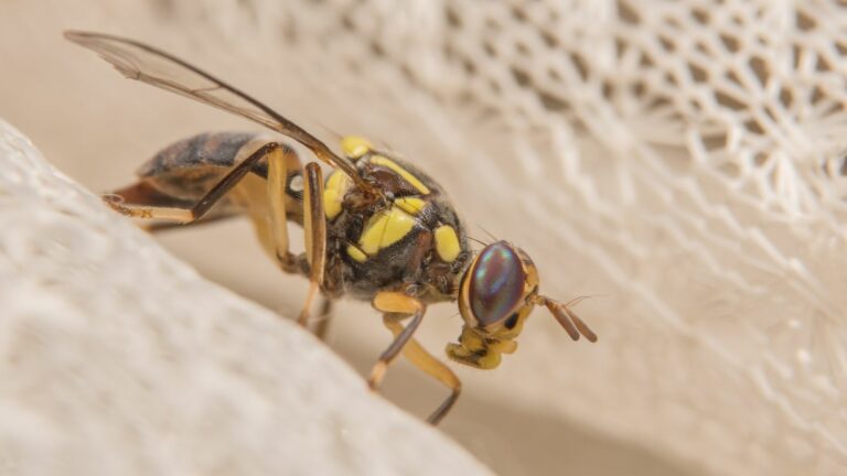 The first complex brain mapped: that of a fly