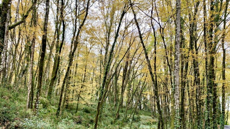 The forest continues to expand in France, but it is increasingly fragile, reports IGN