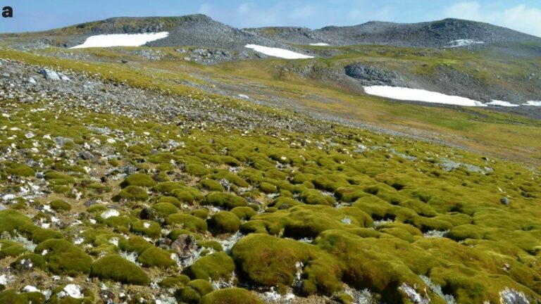 The greening of Antarctica is accelerating, plants are now fourteen times more present than 35 years ago